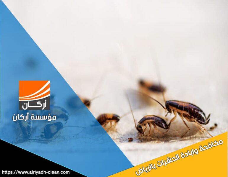 تخلص من الصراصير في المنزل